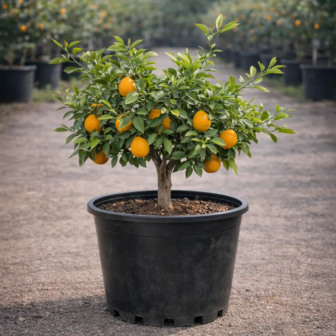 Late Lane Navel Orange