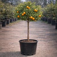 Thumbnail for Late Lane Navel Orange
