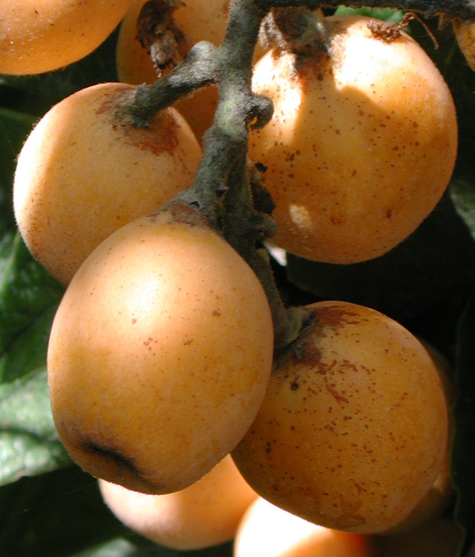 gold nugget loquat