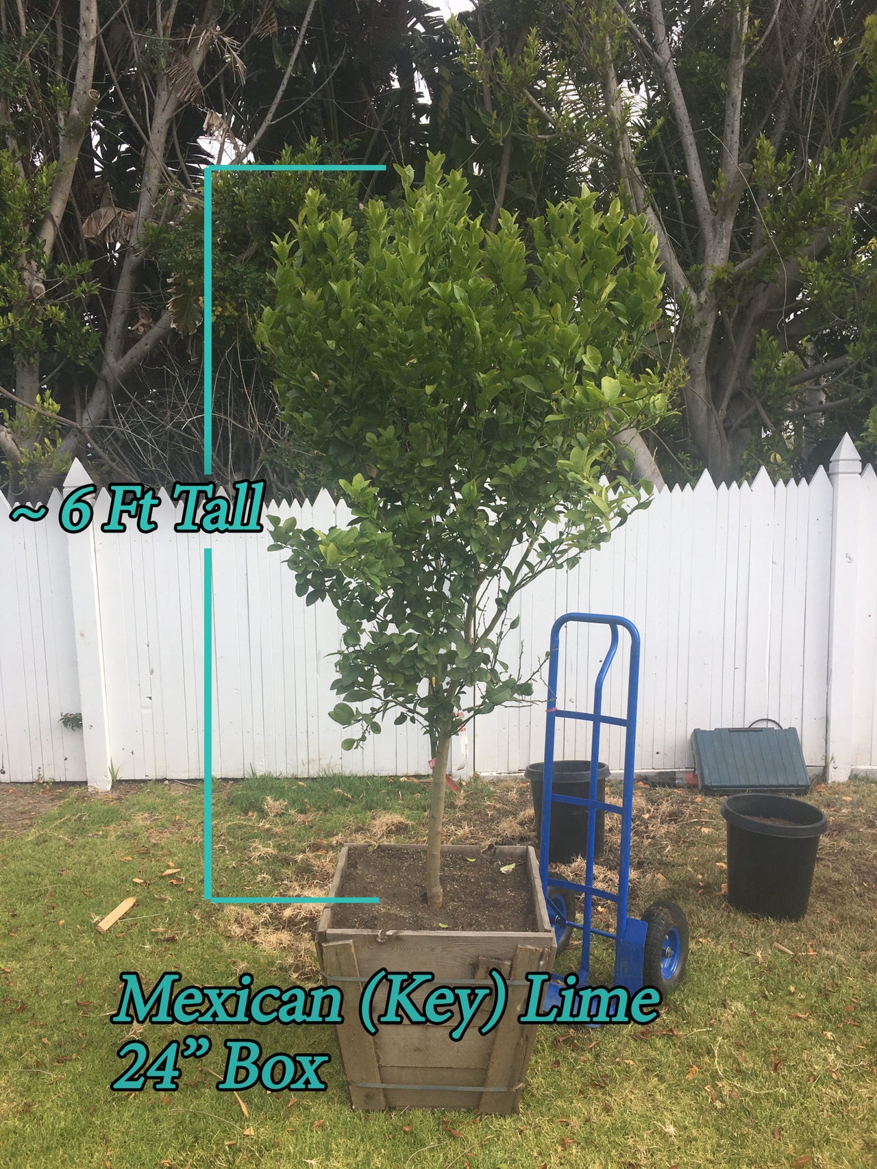 Mexican Lime Tree