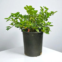 Thumbnail for Mexican Key Lime Tree