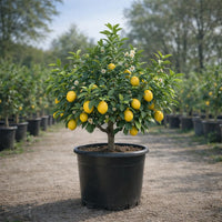 Thumbnail for Meyer Lemon Tree