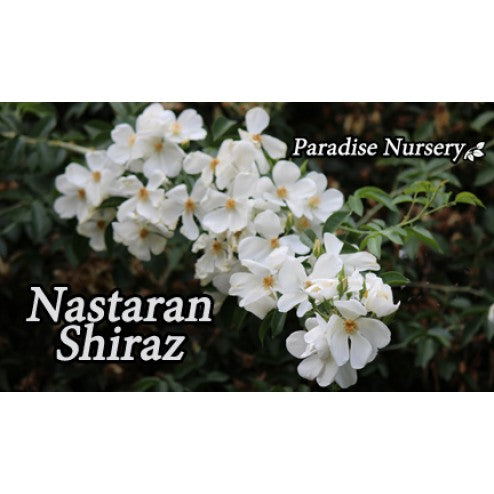 nastaran shiraz