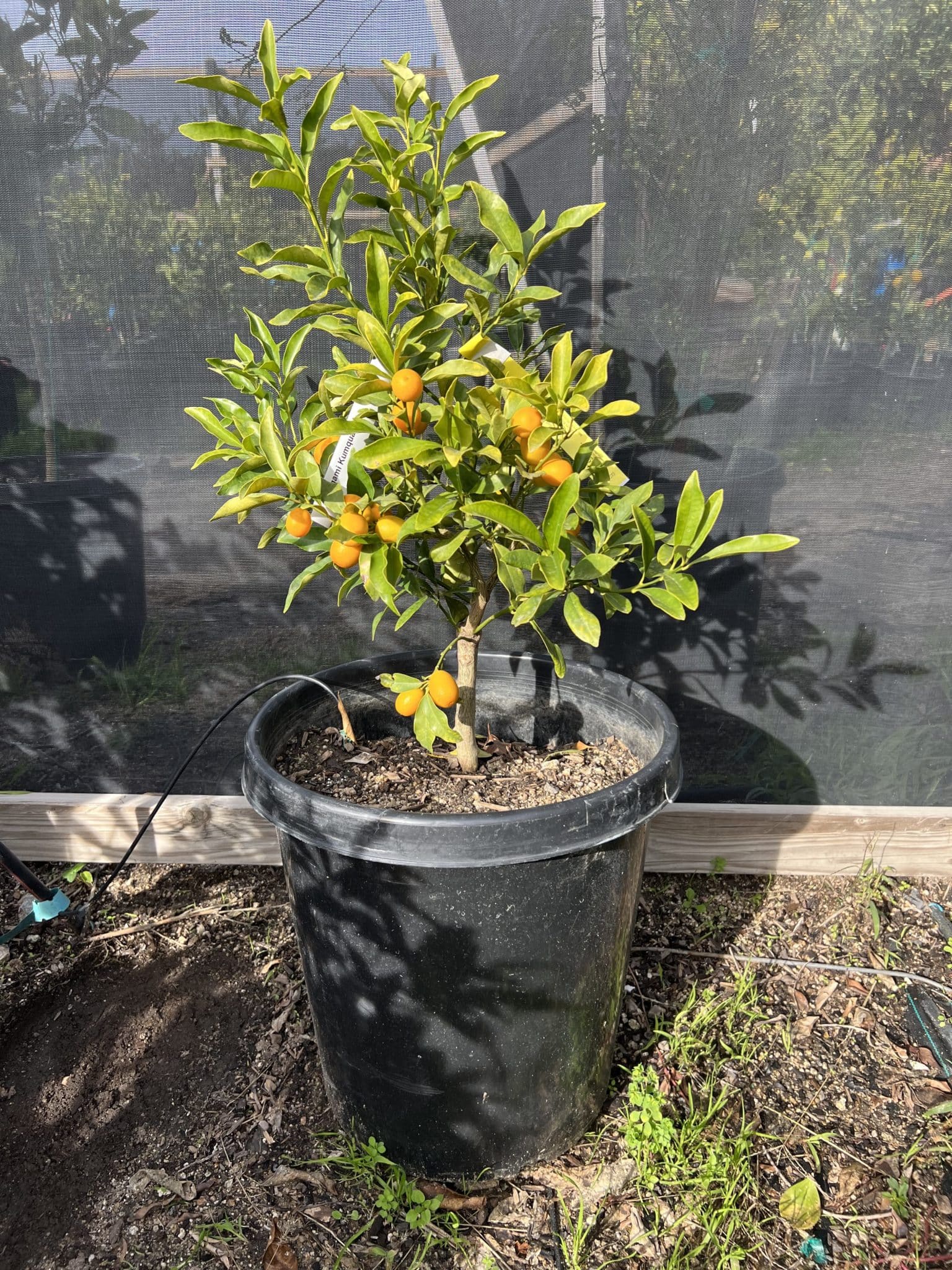 kumquat potted plant Nagami Kumquat Tree