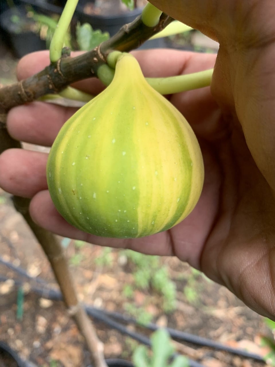 Tiger Stripe Fig