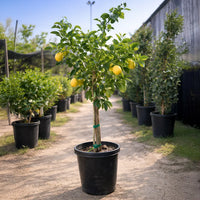 Thumbnail for Persian Sweet Lemon (Limu Shirin)