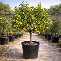 Thumbnail for Persian Sweet Lemon (Limu Shirin)