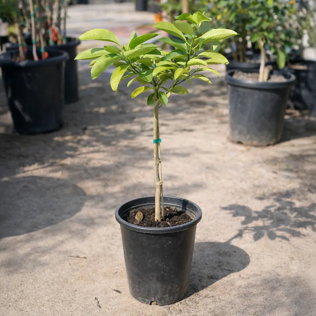 Persian Sweet Lemon (Limu Shirin)