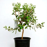 Thumbnail for Potted pineapple guava tree with green leaves on a white background
