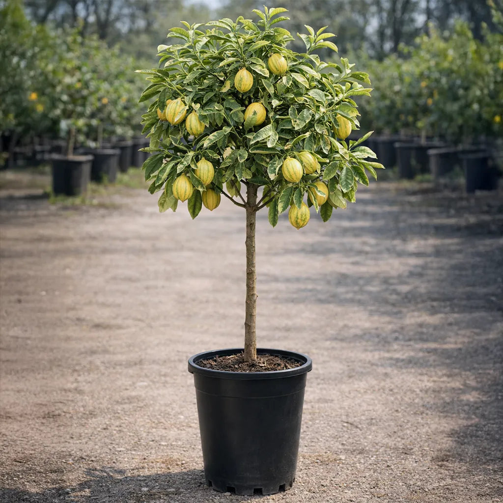 Pink Lemonade Lemon Tree