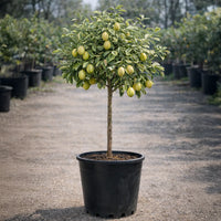 Thumbnail for Pink Lemonade Lemon Tree