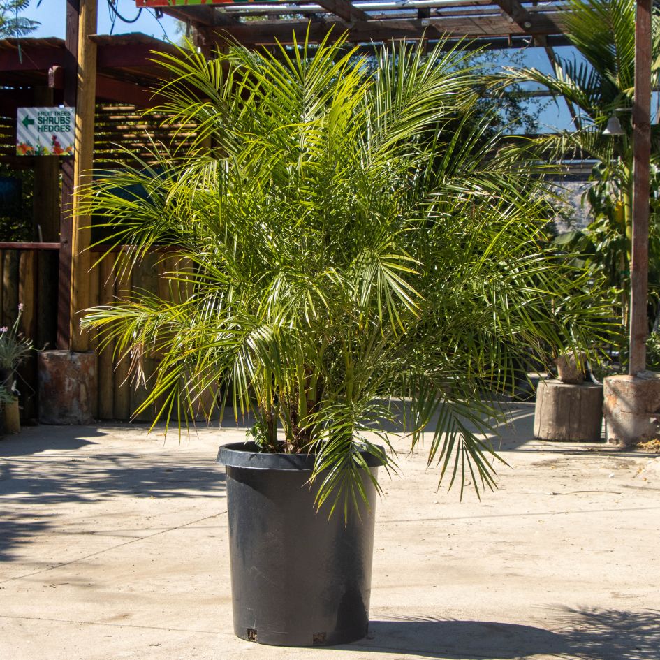 planting a pygmy date palm in a pot Pygmy Date Palm - Phoenix Roebelenii