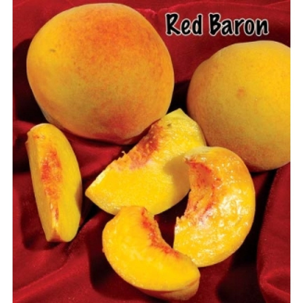 Red Baron peach tree