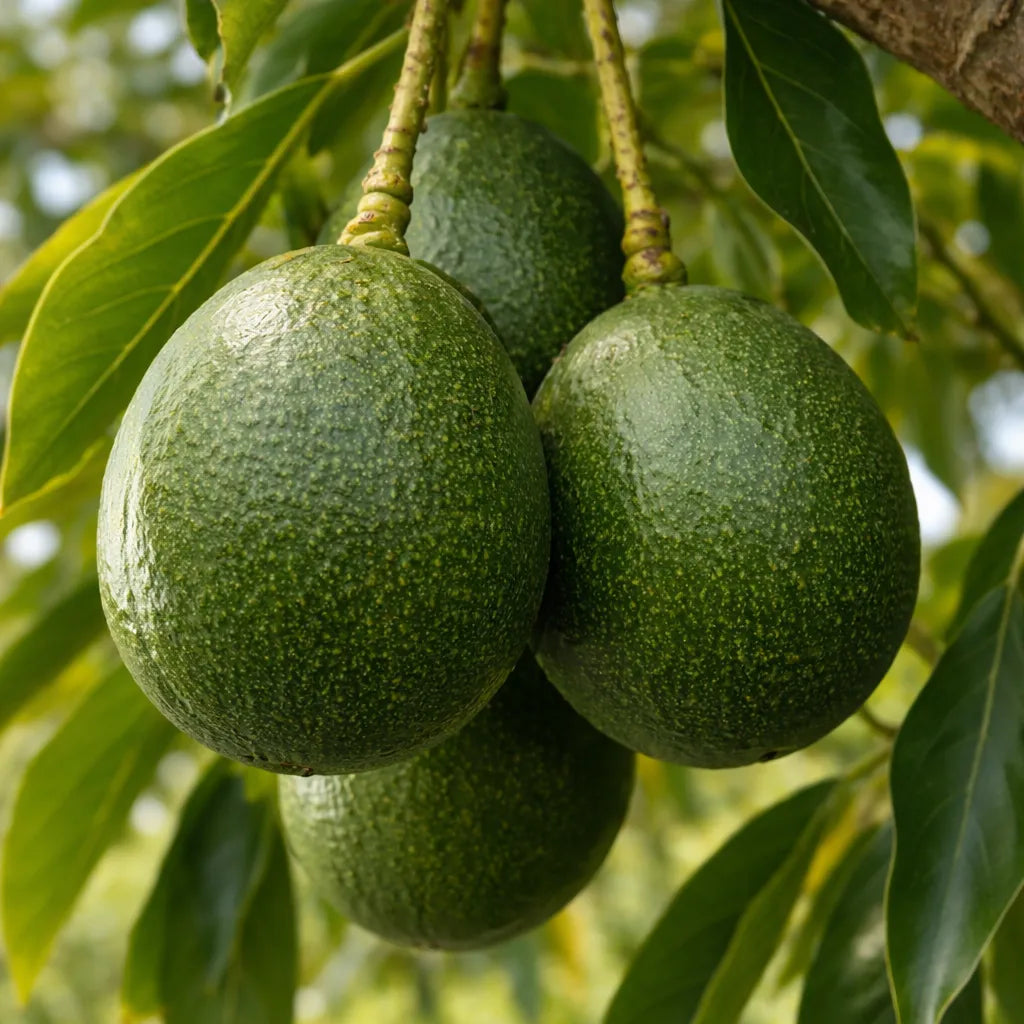 Reed Avocado Tree (Persea americana)