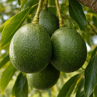 Thumbnail for Reed Avocado Tree (Persea americana)