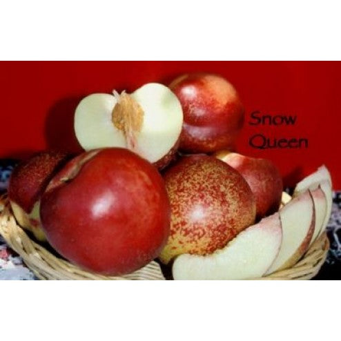 SNOW QUEEN NECTARINE TREE