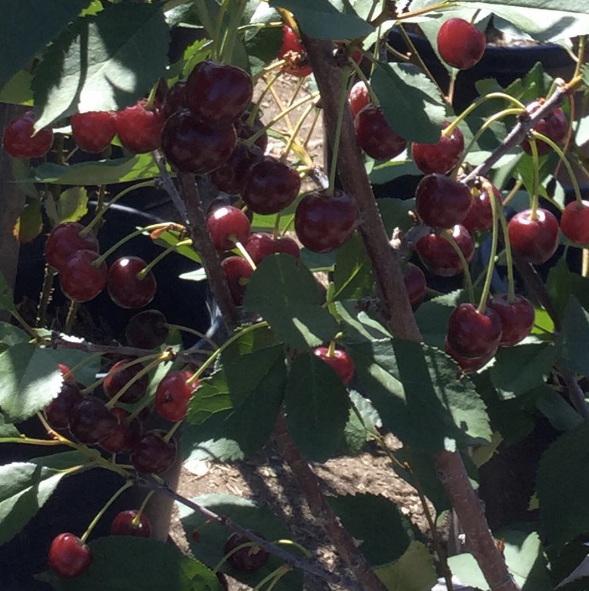 sour cherry tree albaloo