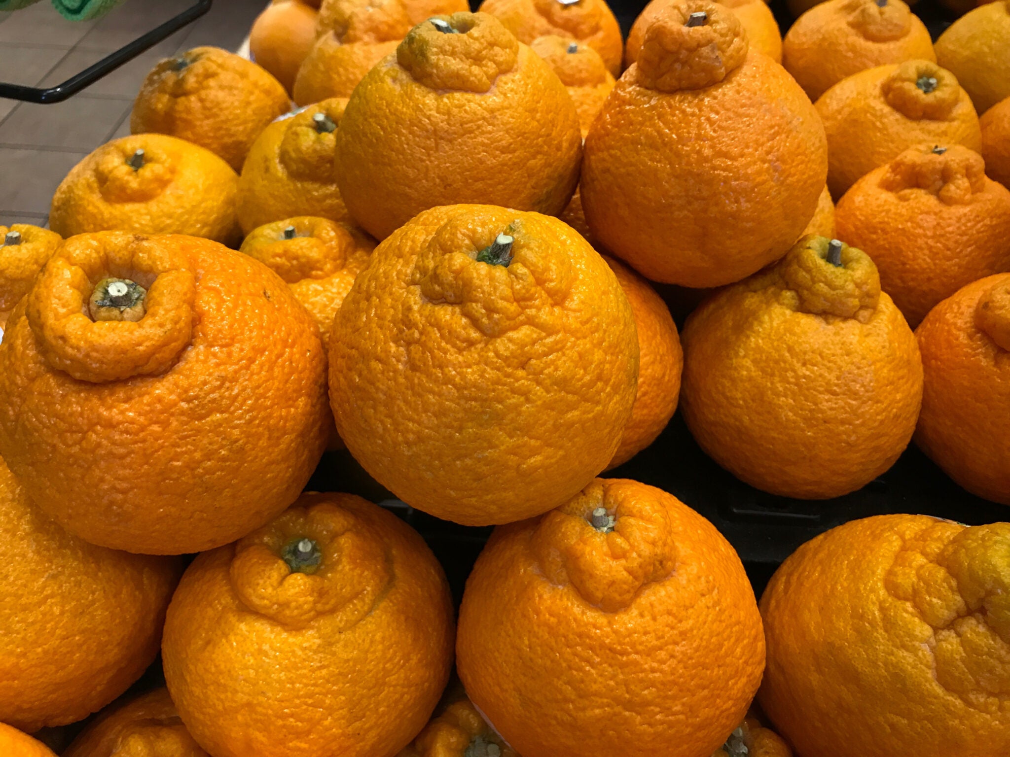satsuma Satsuma Mandarin Tree Owari - Paradise Nursery