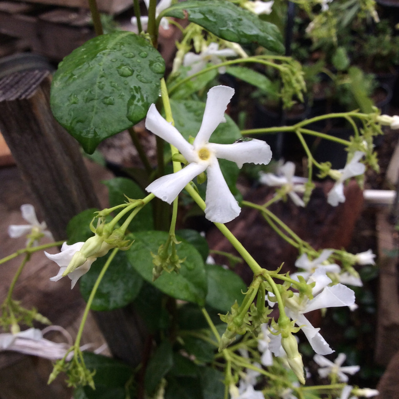 Star Jasmine Plants