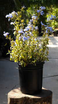 Thumbnail for Cape-Leadwort-Plumbago-Auriculata