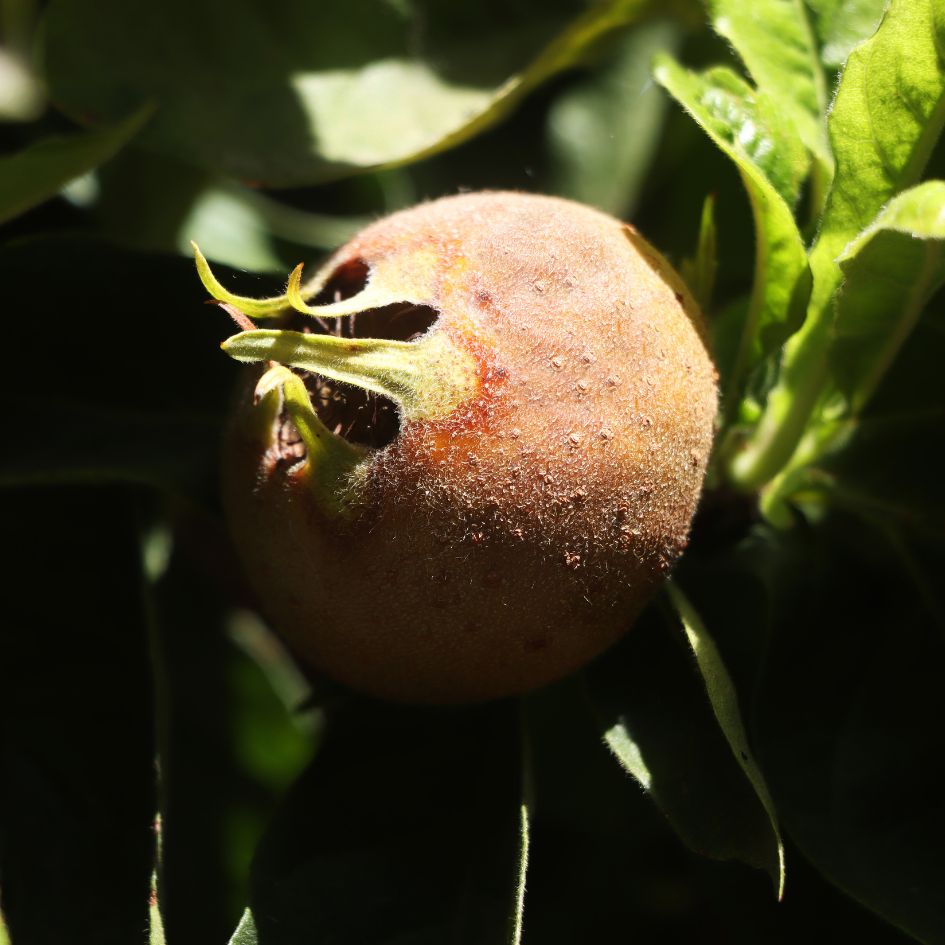 azgil-medlar-tree