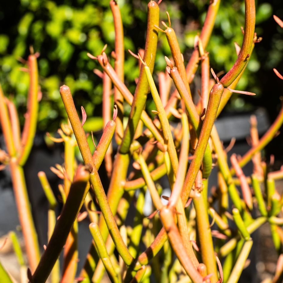 fire sticks pencil cactus Euphorbia tirucalli 'Sticks on Fire'