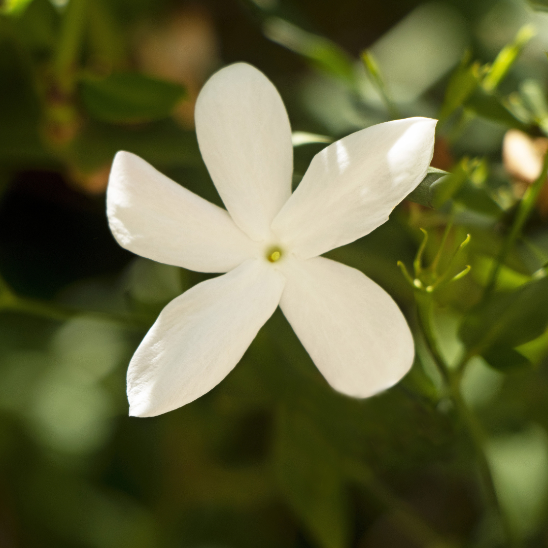 жасмин Persian Jasmine Plant - Paradise Nursery