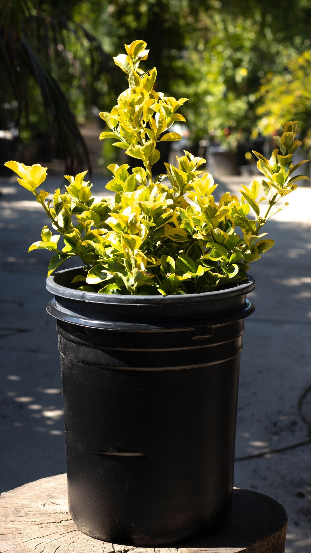 Golden Euonymus