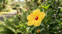 Thumbnail for Yellow Hibiscus