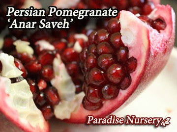 Persian Pomegranate Tree - Red 'Anar Saveh' (ا نار ساوه)