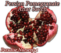 Thumbnail for Persian Pomegranate Tree - Red 'Anar Saveh' (ا نار ساوه)