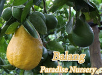 Thumbnail for Balang Tree