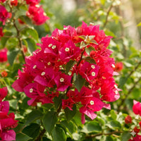 Thumbnail for Bougainvillea 'Barbara Karst' (Staked)