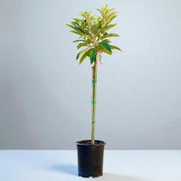 Thumbnail for Big Jim Loquat Tree with clear background