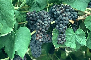 grape ブラック　M GRAPE grape ブラックM GRAPE