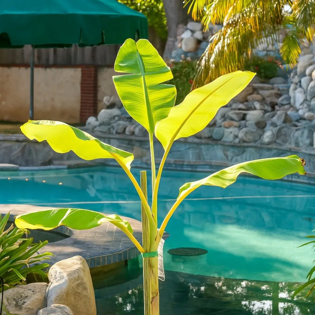 blue java banana tree in beautiful garden