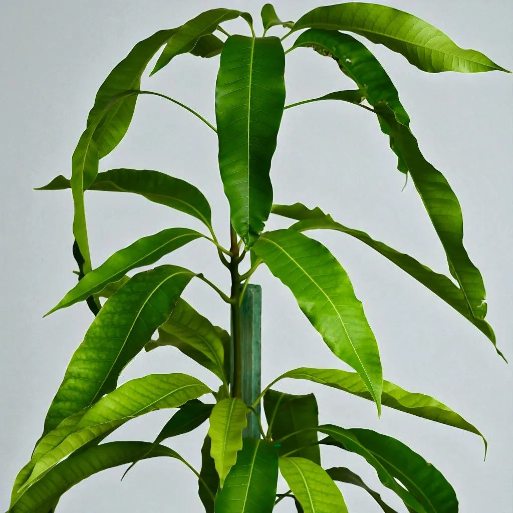 Close-up of mangifera indica plant with leaves against a light gray background