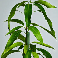Thumbnail for Close-up of mangifera indica plant with leaves against a light gray background