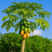 Thumbnail for Mexican Papaya Tree – Large Tropical Fruit
