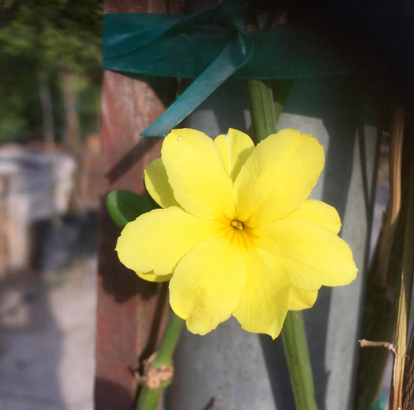 Yellow Jasmine - Carolina Jessamine