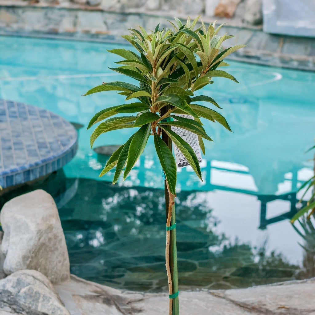 Champagne Loquat Tree Eriobotrya Japonica - Paradise Nursery