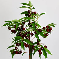 Thumbnail for Capulin Cherry Tree – Prunus Salicifolia
