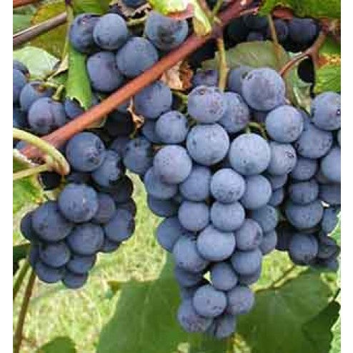 Concord Grape