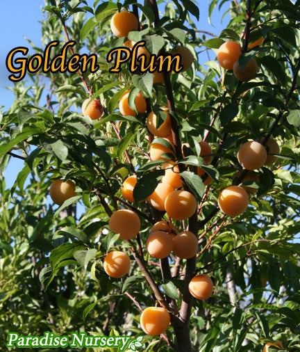 Golden Plum Tree