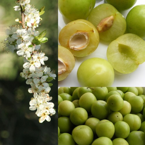 green gage plum fruit