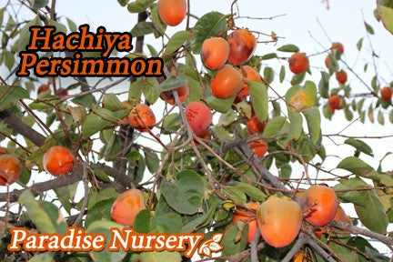 Hachiya Persimmon Tree (Diospyros)