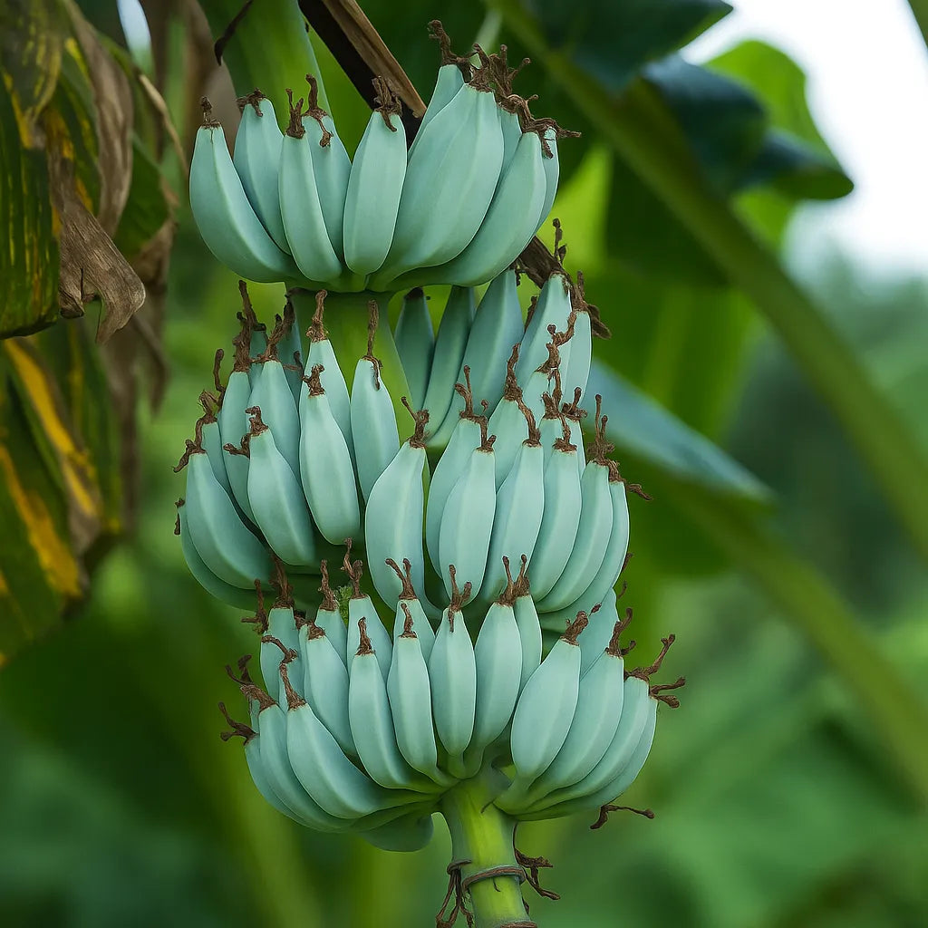 tropical plants banana palm Ice Cream Banana Tree – Resilient Plant with Vanilla Taste