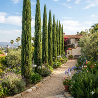 Thumbnail for Italian Cypress