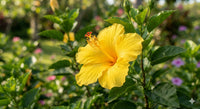 Thumbnail for Yellow Hibiscus