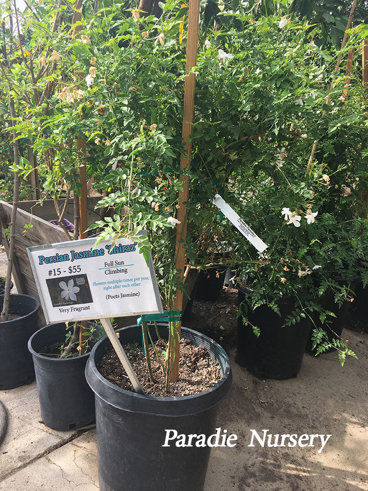 Persian Jasmine Plant